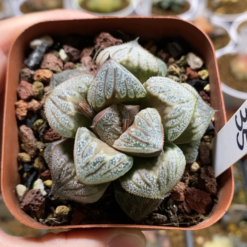 【闪购商品】35白羊座
