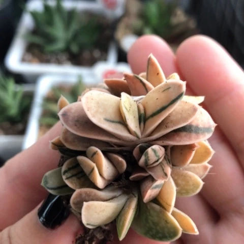 日系子宝锦好哈哈哈哈