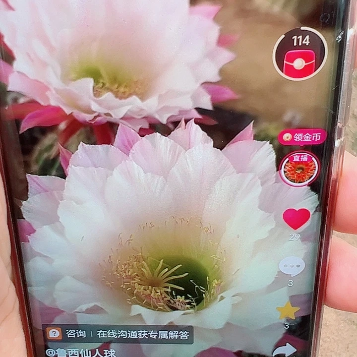 毛花柱  3-43     15公分左右