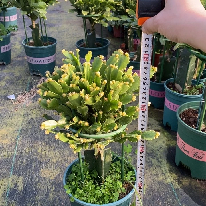 当前无花栽培后可以开花842嫁接028