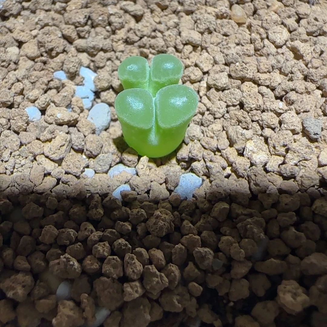 肉锥多肉植物组合-极窗1475