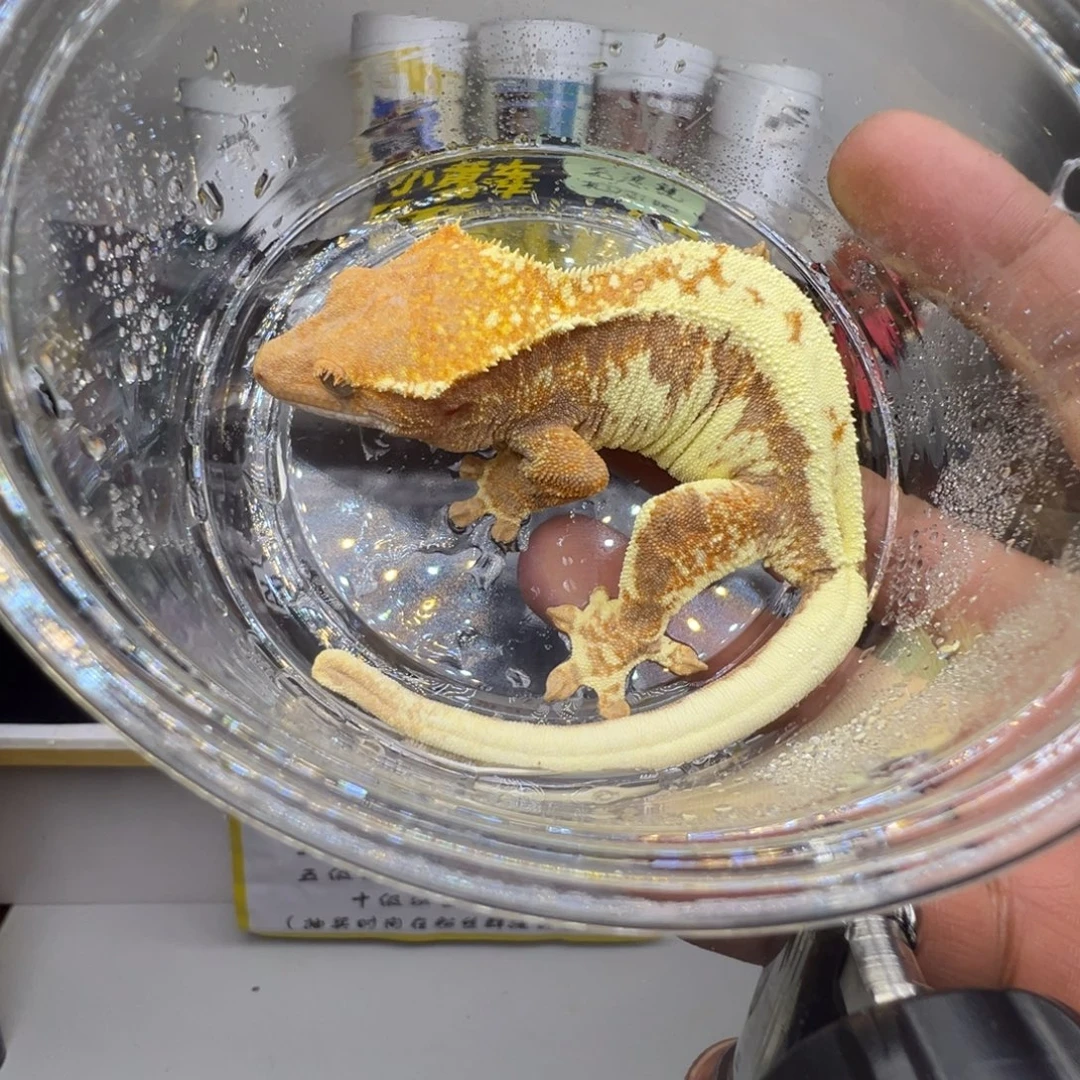 睫角守宫法布奇诺