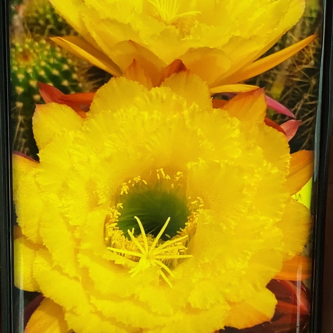 毛 清清公主侧芽歪20包邮/5公分