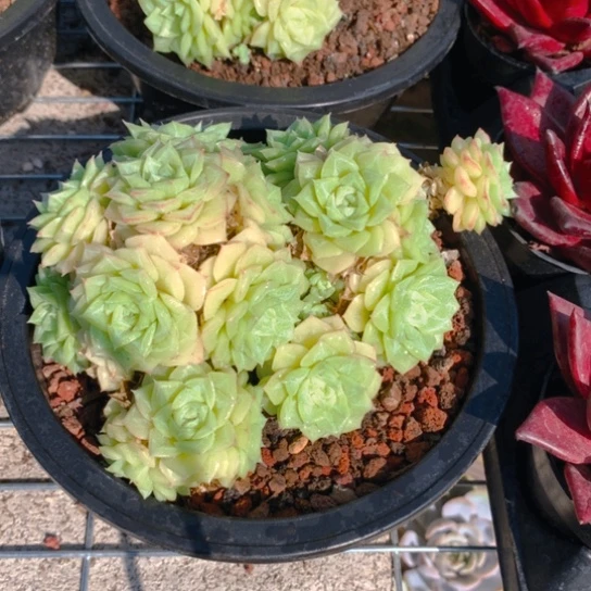 白天鹅。