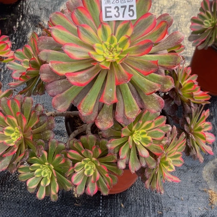 375多肉植物一物一拍