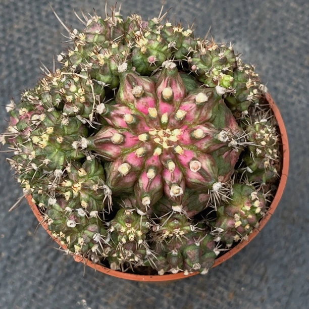 精品海神群带盆土随机一盆