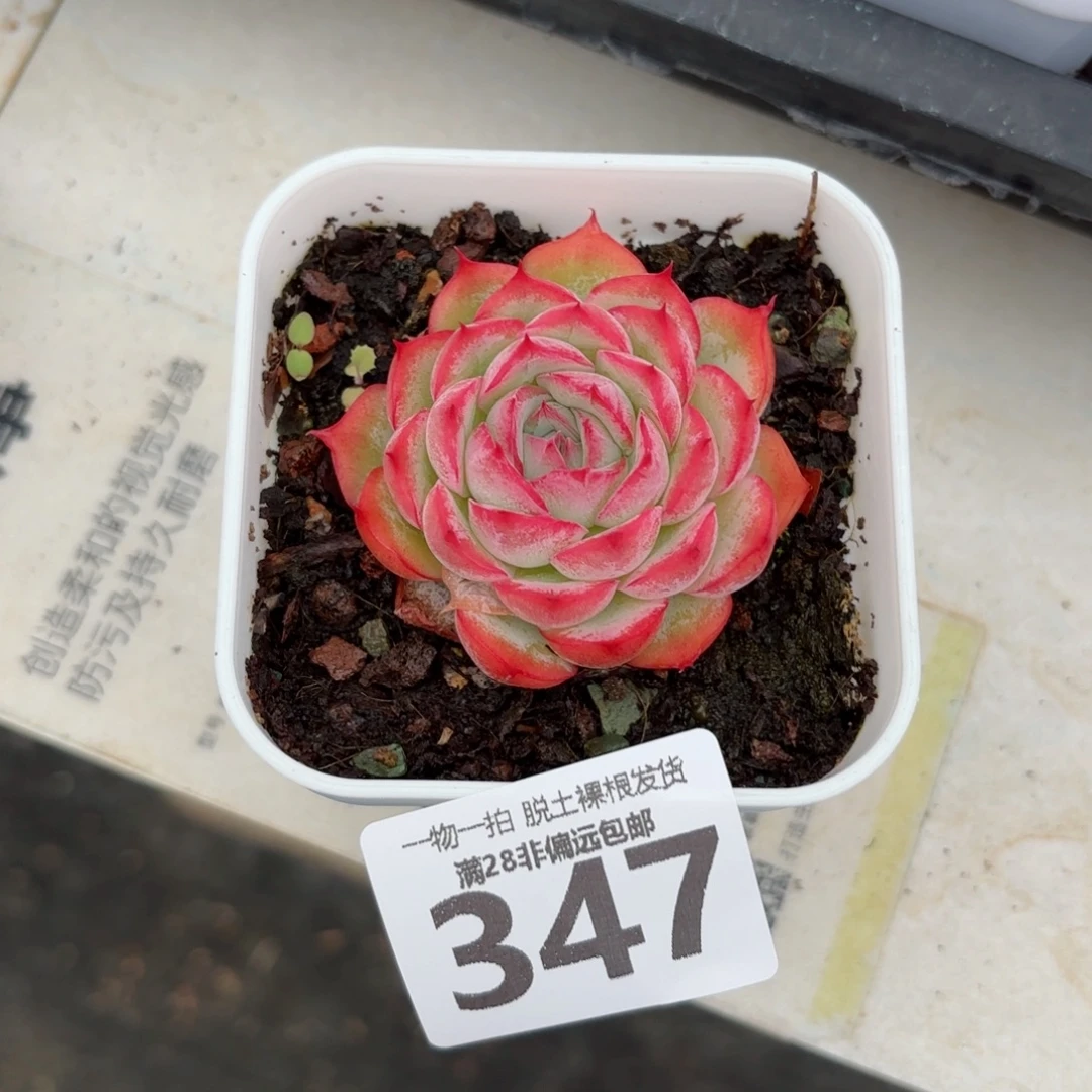 侧影单头无盆土发货