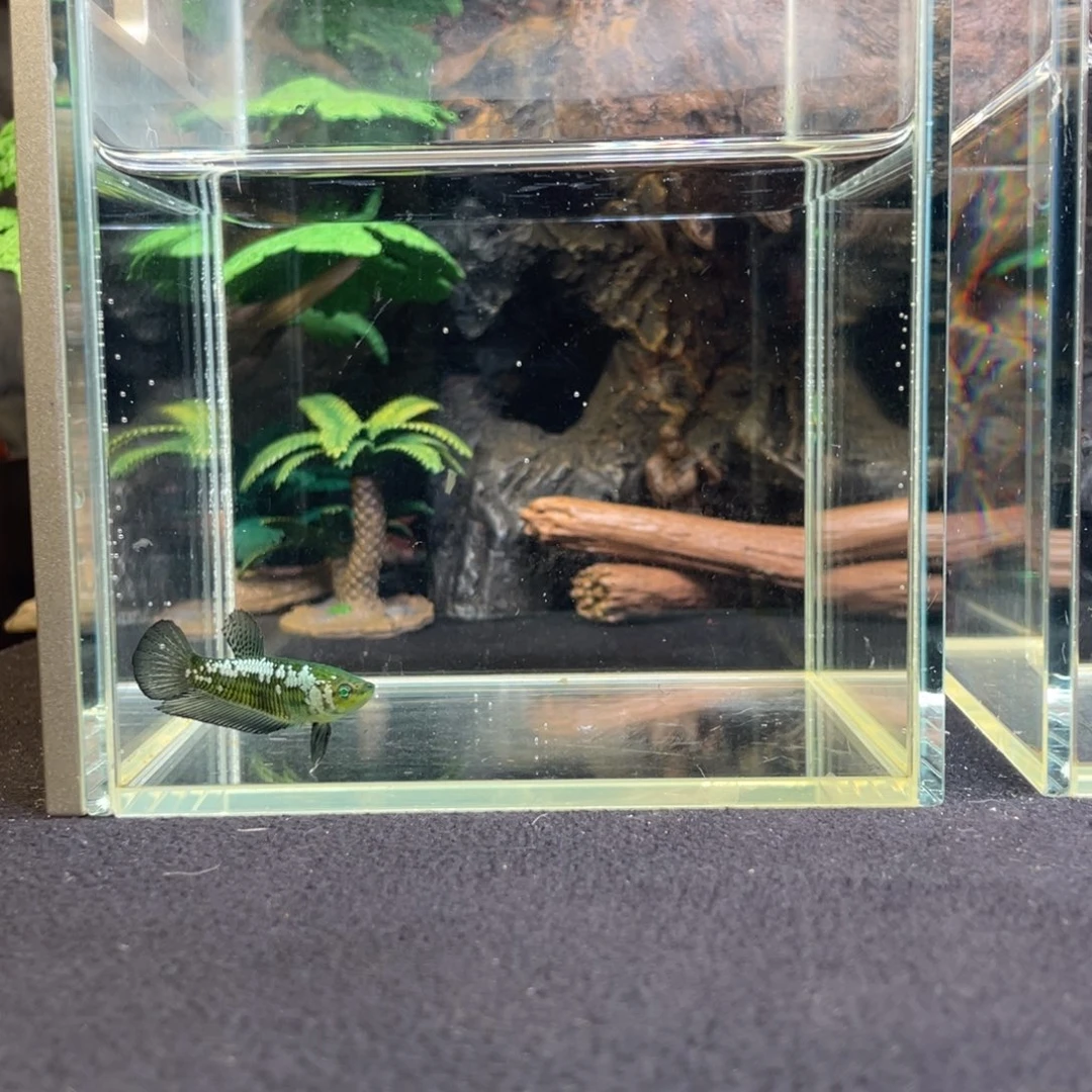 斗鱼十二月四日竞价