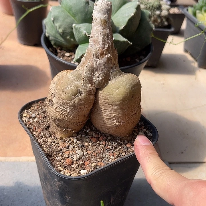 无花朵黑龙块根一物一拍