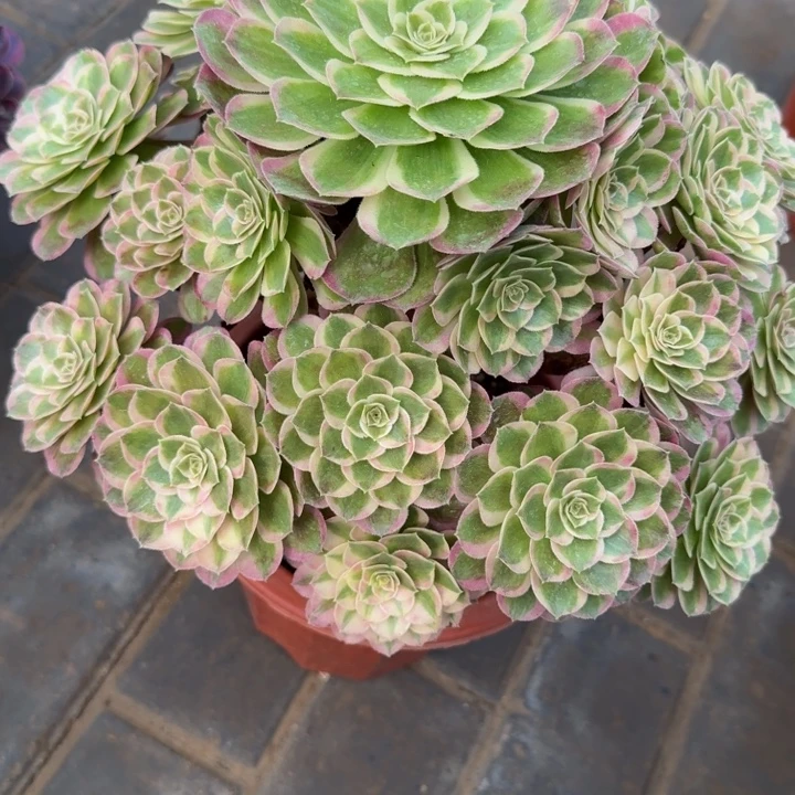 王***师孔雀翎480老桩肉肉