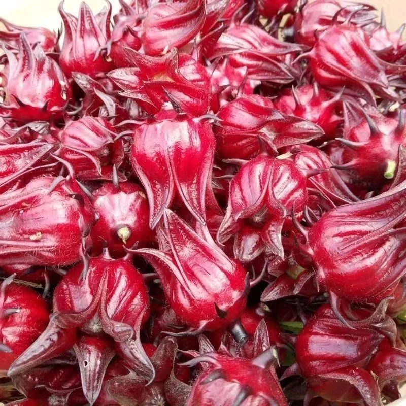 新鲜现摘可用于泡酒酵素果酱花茶的洛神花红桃k原料
