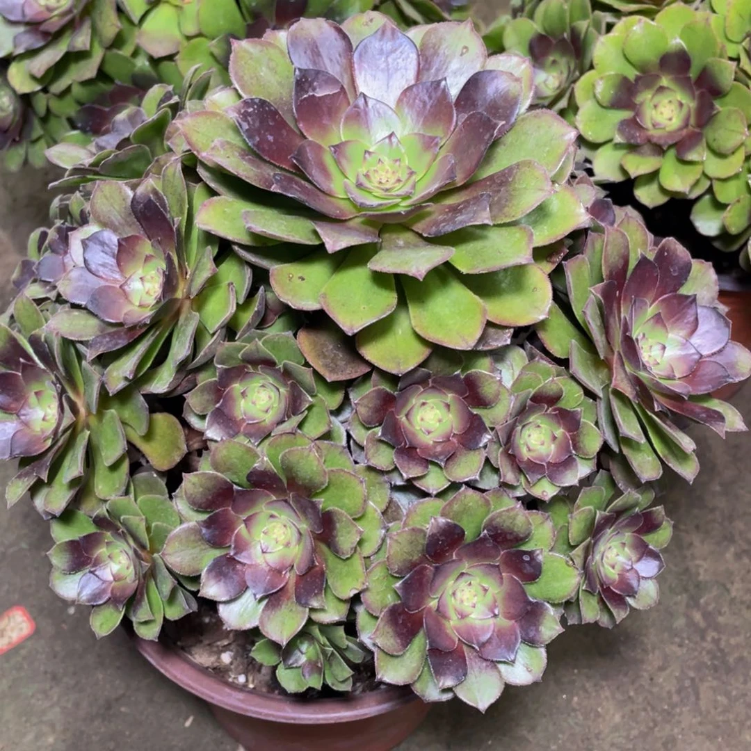 825红魔精品法师老桩