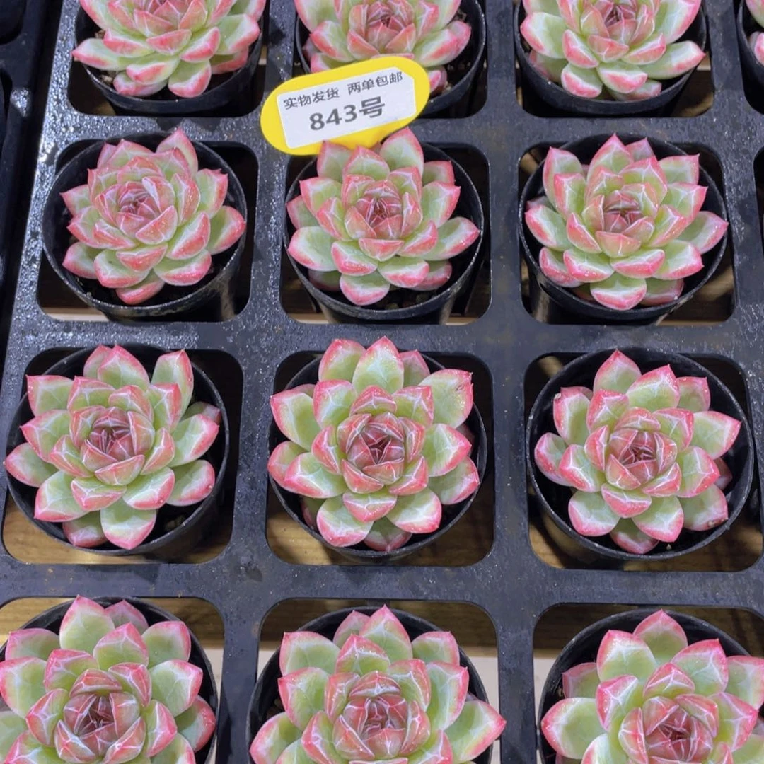 843号 宽叶钻石软糖单头一个