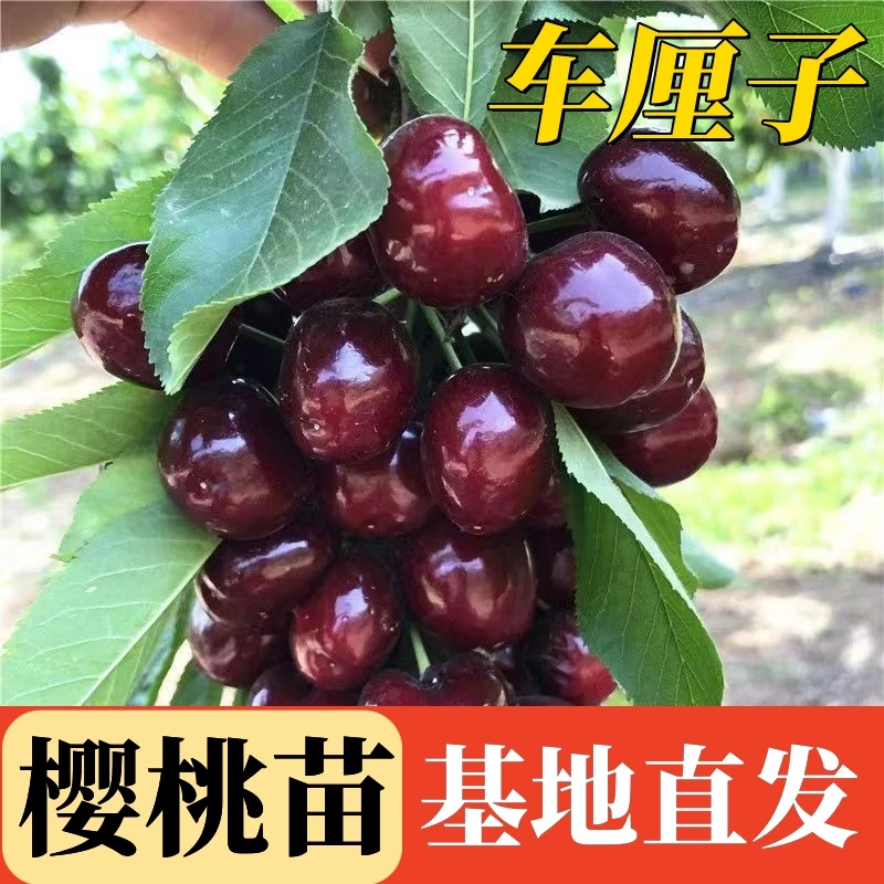 正宗嫁接包对版车厘子大樱桃树苗 南北方种植盆栽地栽 当年结果
