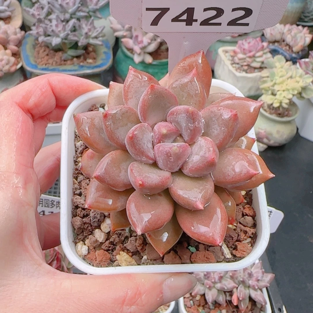 多肉植物7422…………….