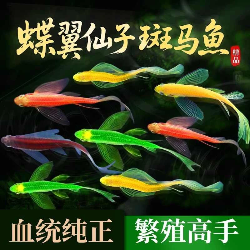 斑马鱼观赏鱼蝶翼热带淡水爆缸小鱼苗红绿灯孔雀好养小型活体宠物