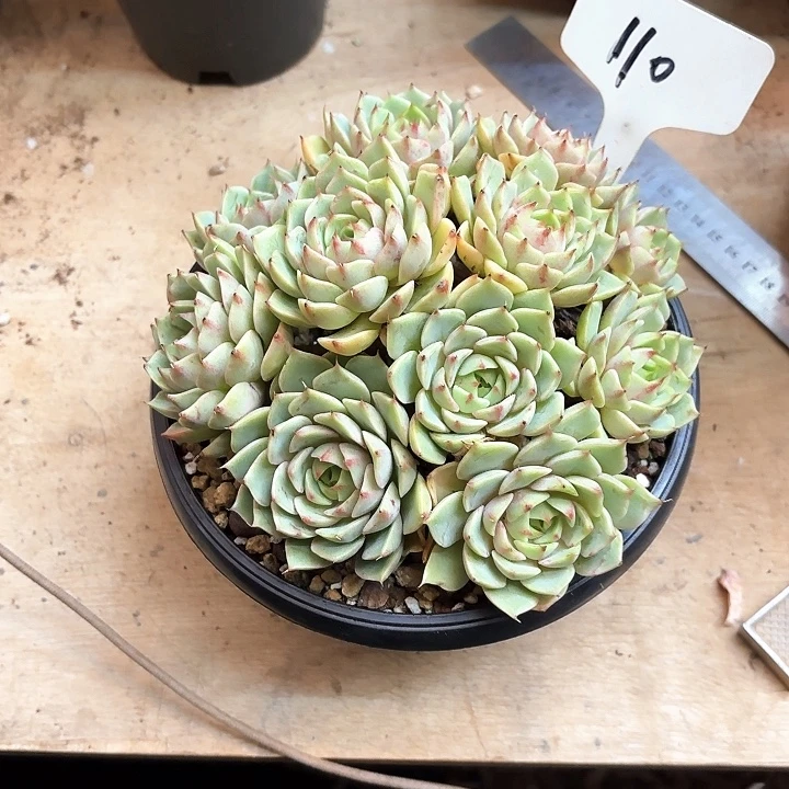 多肉植物，笨吧蒂斯110号