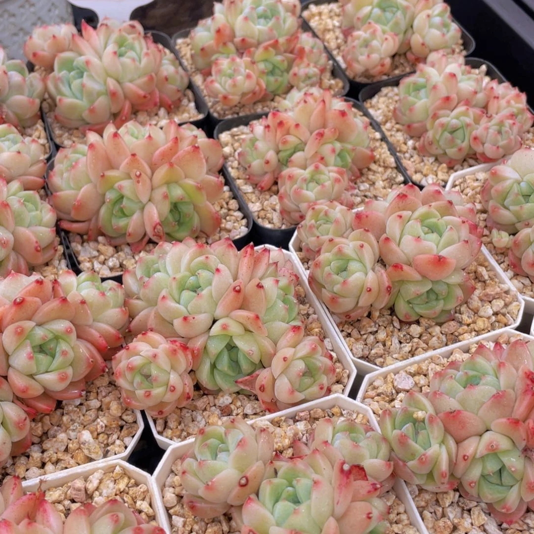 量拍10号 西施佳人大群生五头起一个