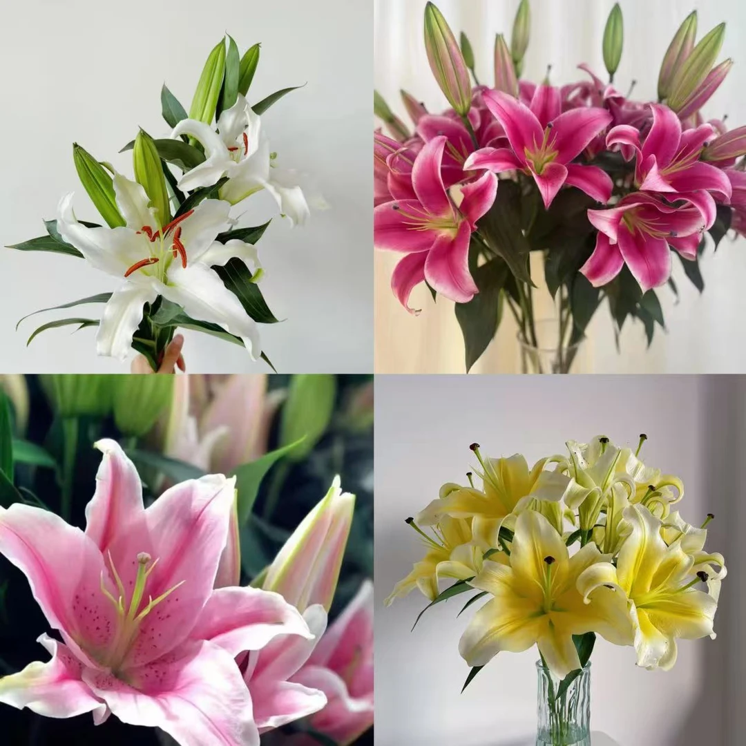 1头不选品百合 生花苞小 任意2单以上发货包邮