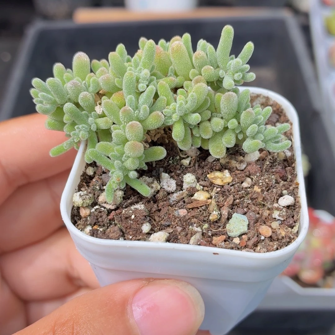 冰晶枝干多肉9.9包邮发货