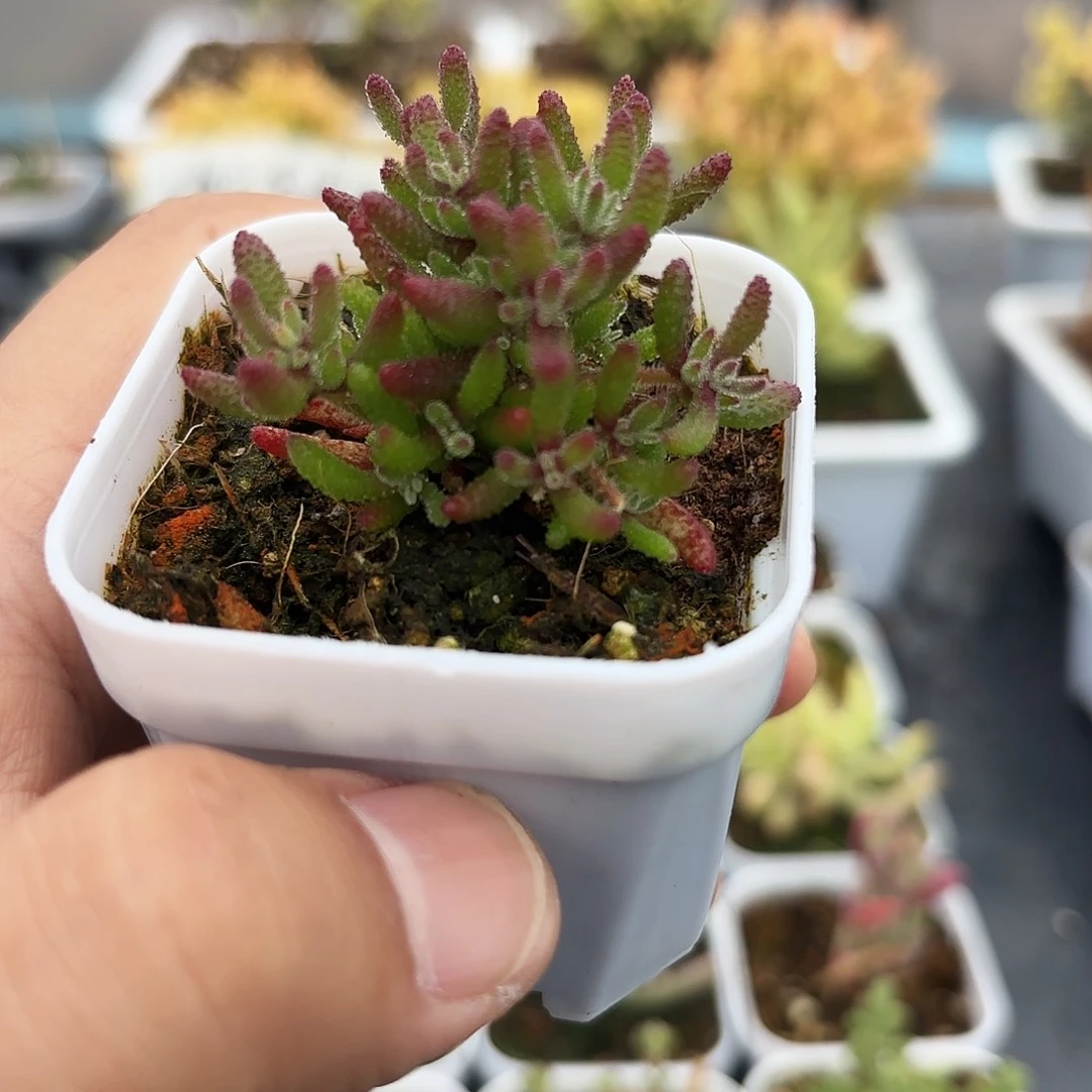 枝干番杏红麒麟小棵