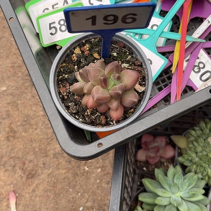 多肉植物紫霞仙子196
