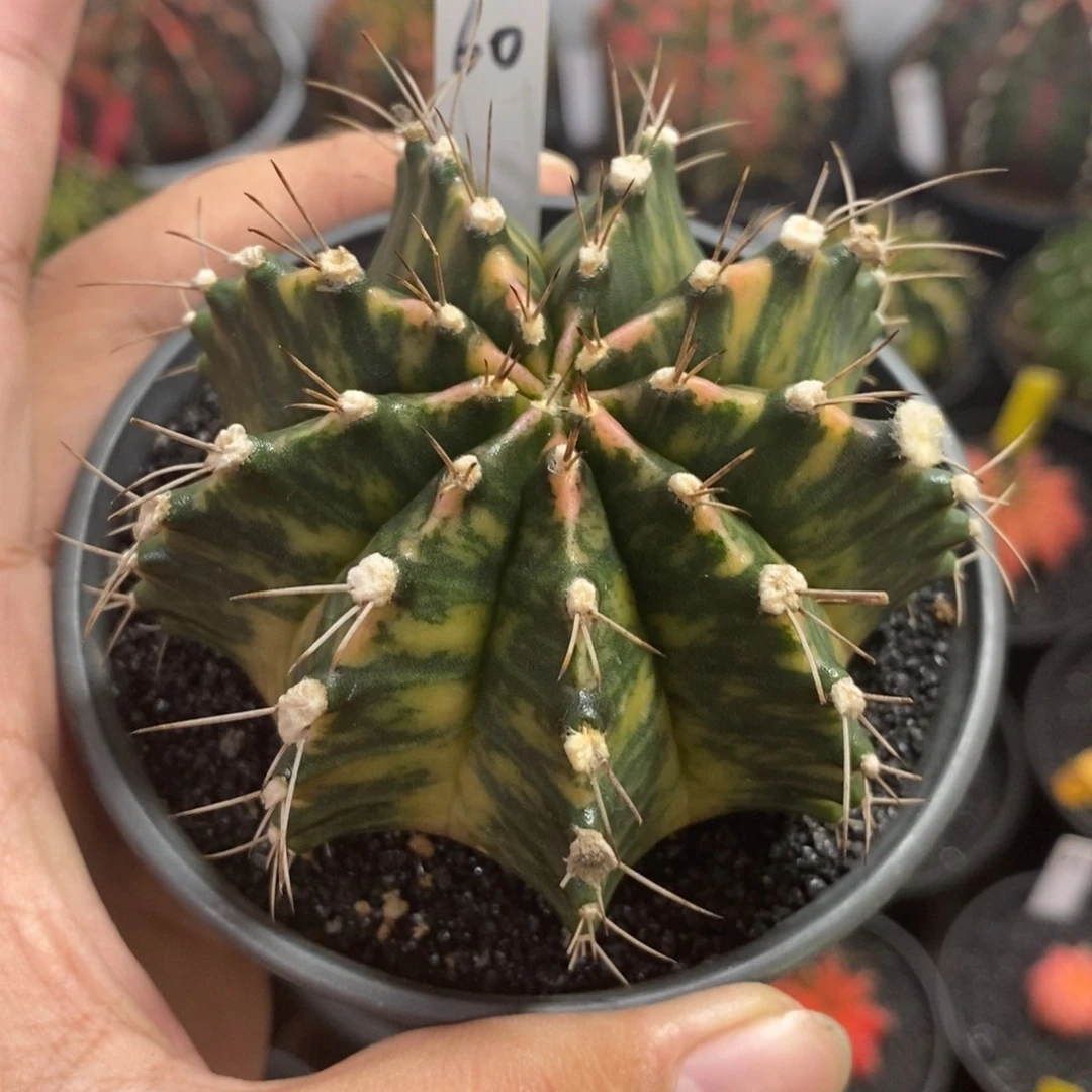 泰系全品米哈—带盆土发货47