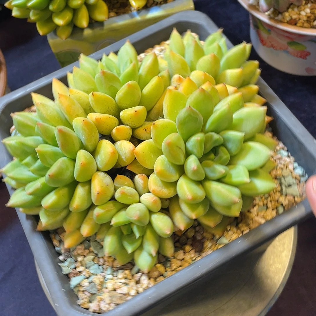 多肉植物脱土包邮