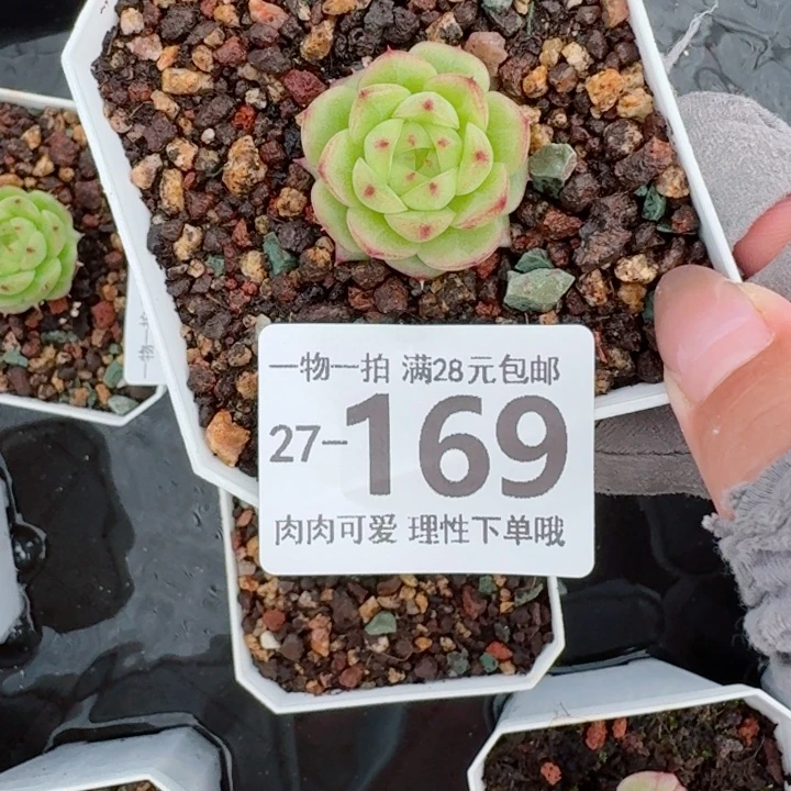 熊猫珍妮无盆土无盆土发货无