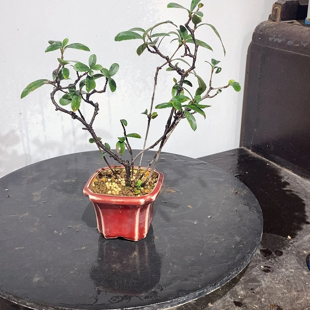 春花春花88888888