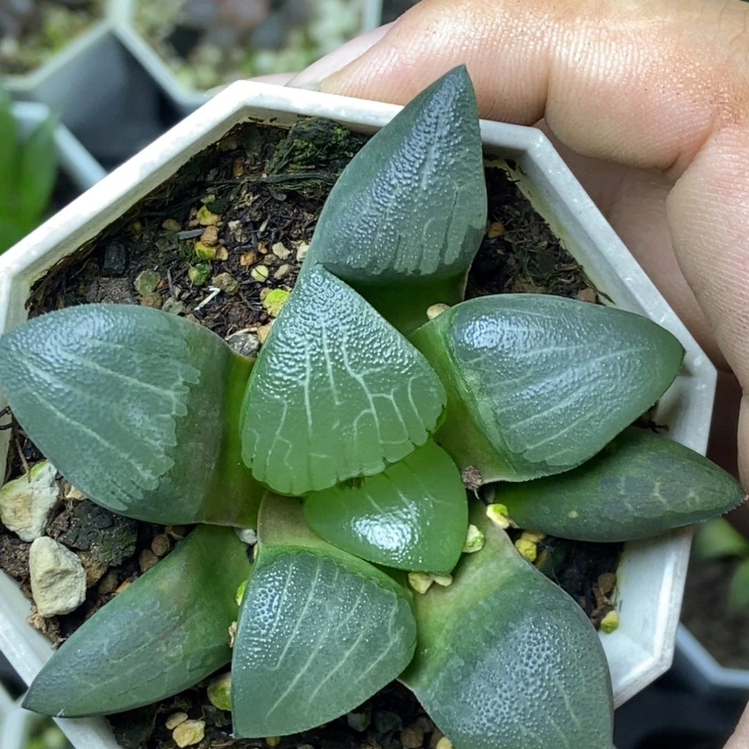 爱心丘比特一物一拍