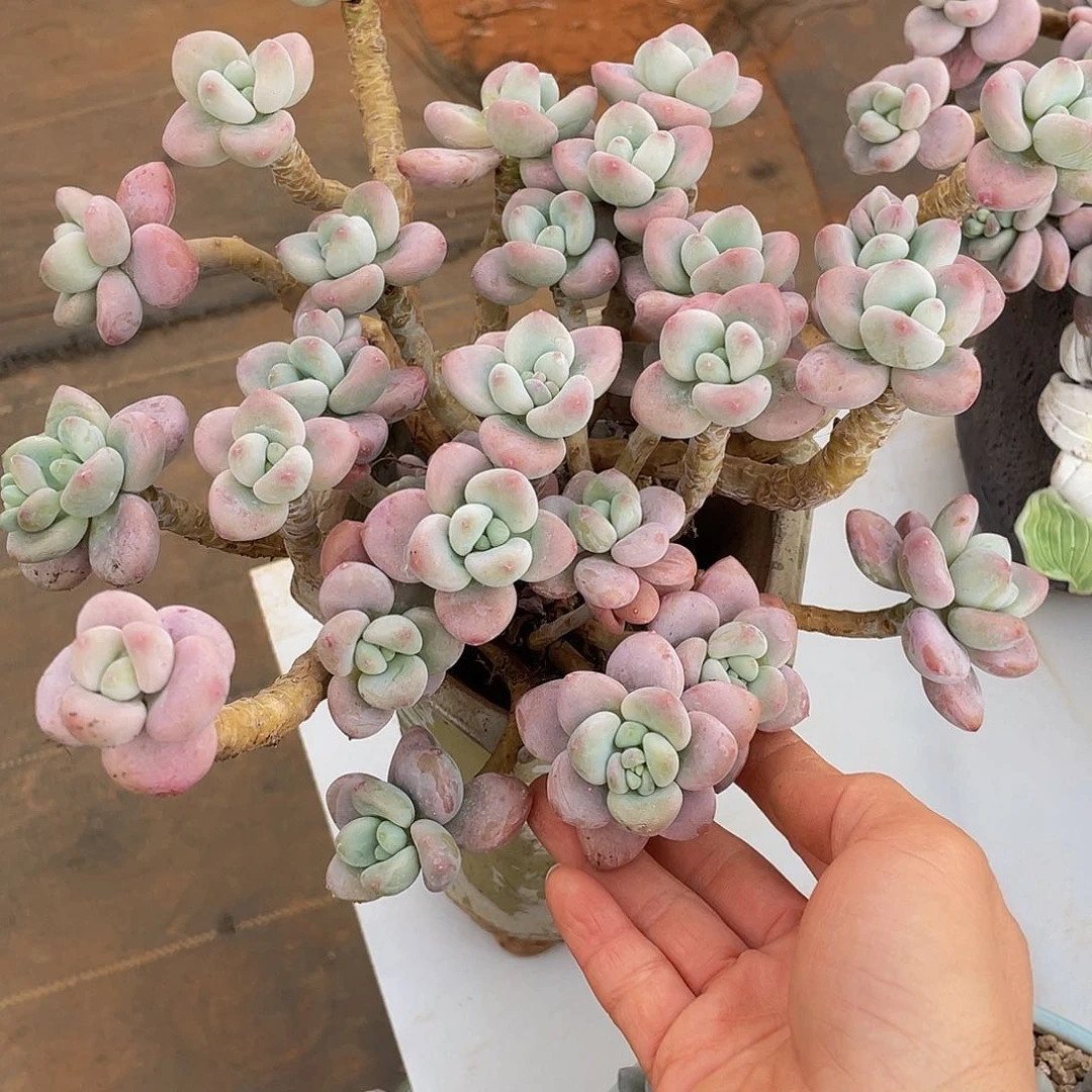 红洛神多肉多肉多肉