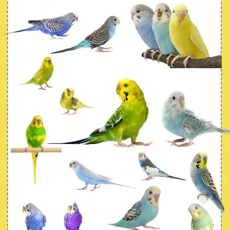 会学说话的虎皮鹦鹉可上手的小型宠物活鸟