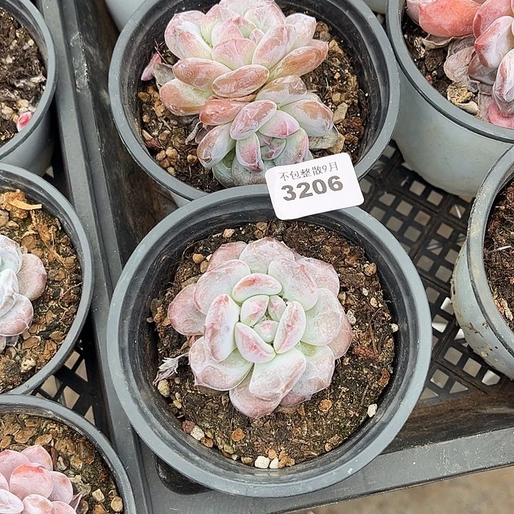 阿雅园艺。         3206星影两颗