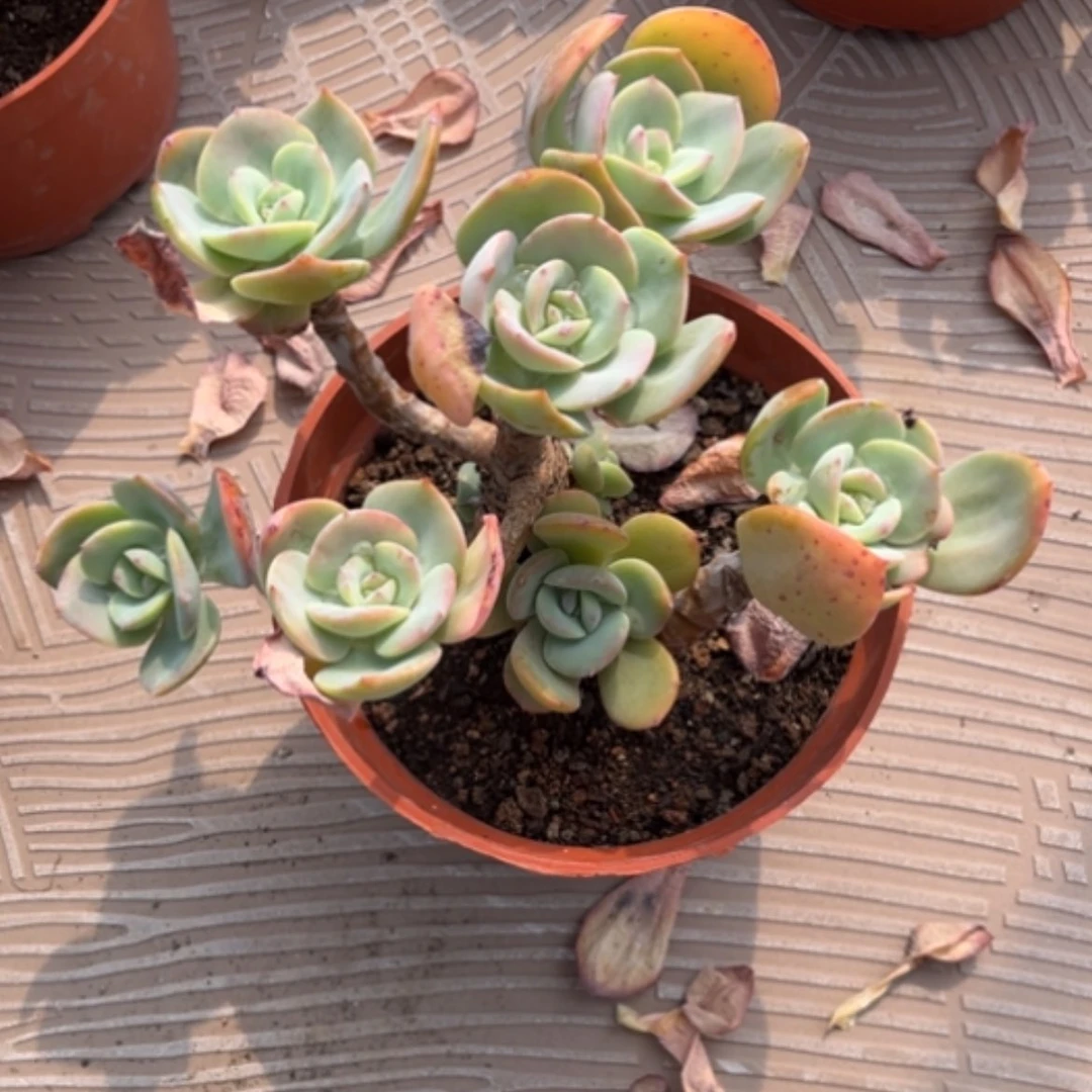 【闪购商品】徐*白凤