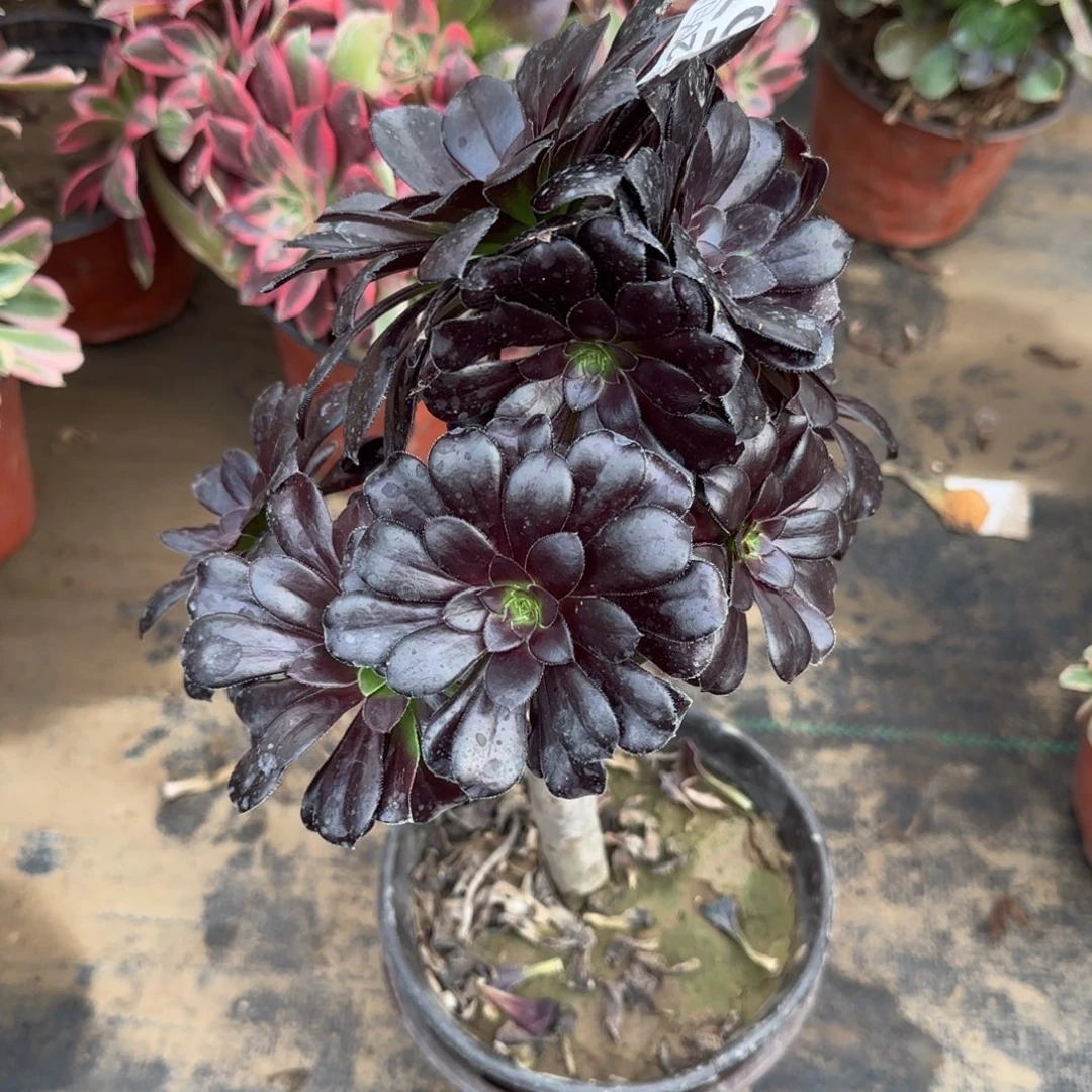 墨法师573满20包邮断枝不包