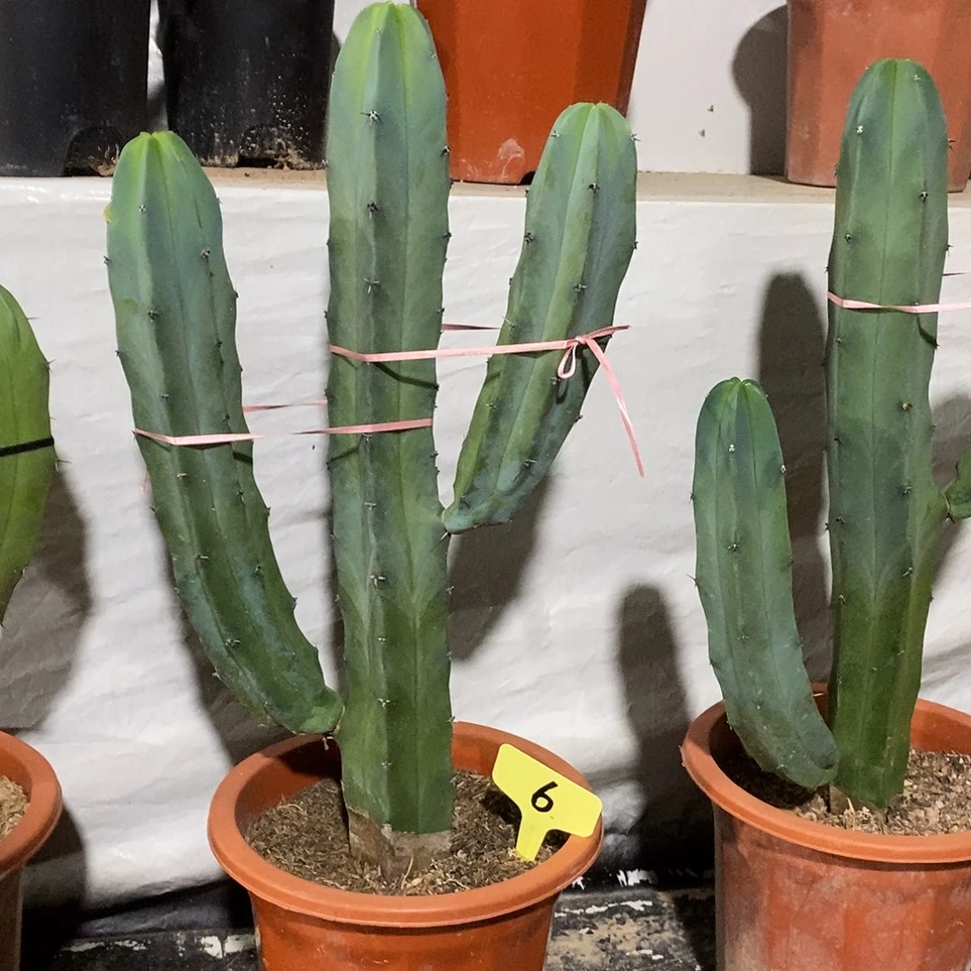 无花朵龙神木一物一拍