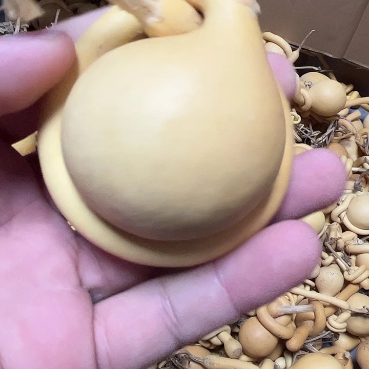 一把破葫芦真便宜