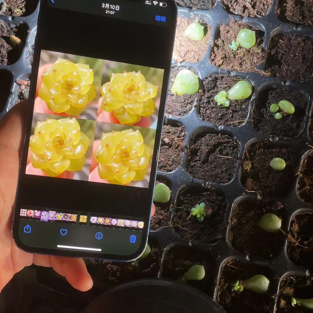 蜜柚小芝麻苗2号床一个满25包邮
