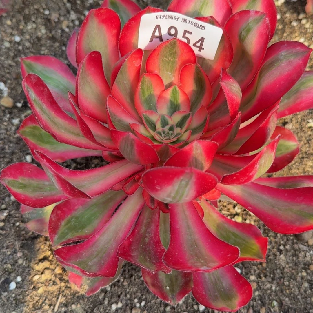 954爱丽丝多肉植物