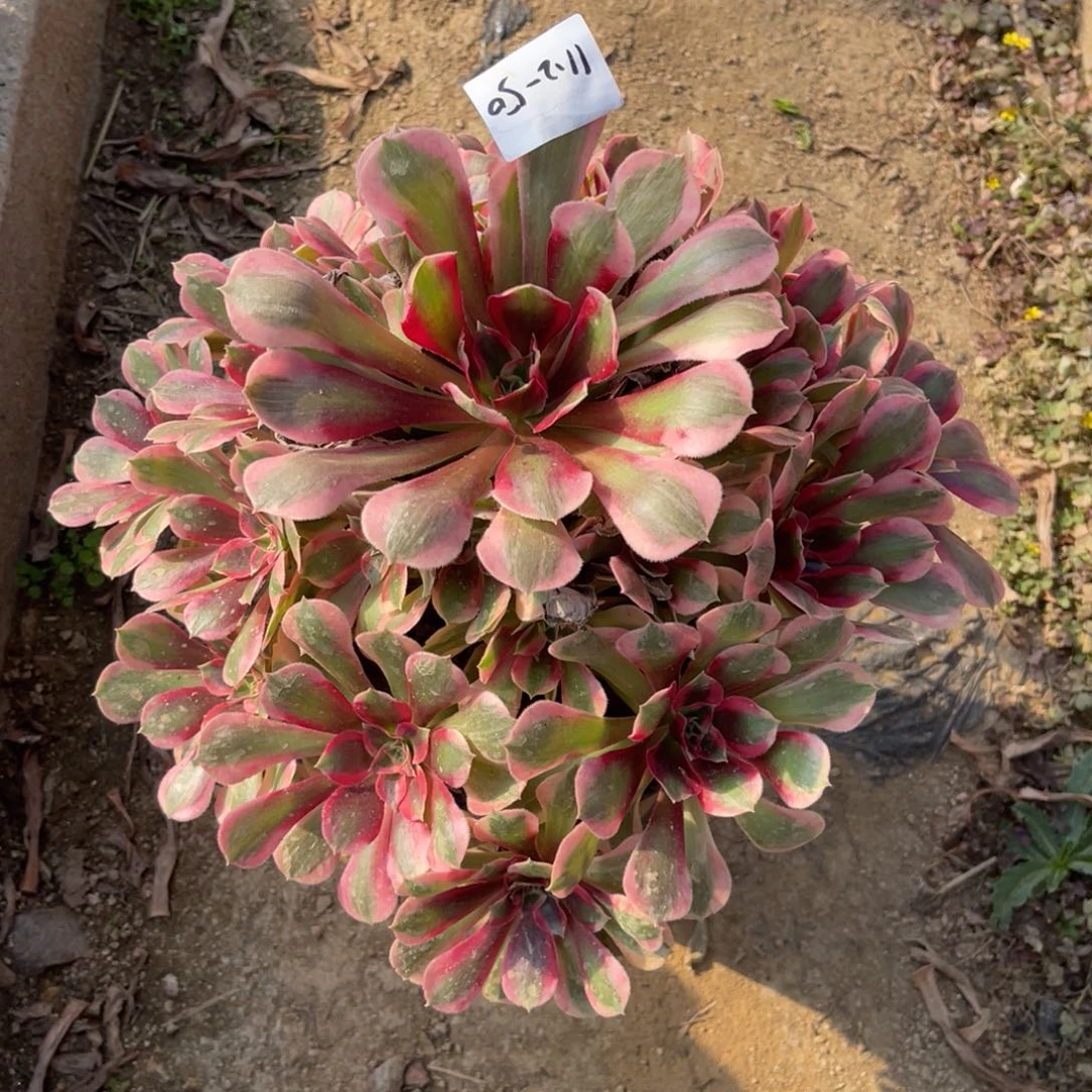 11-2-50粉女巫初恋法师锦