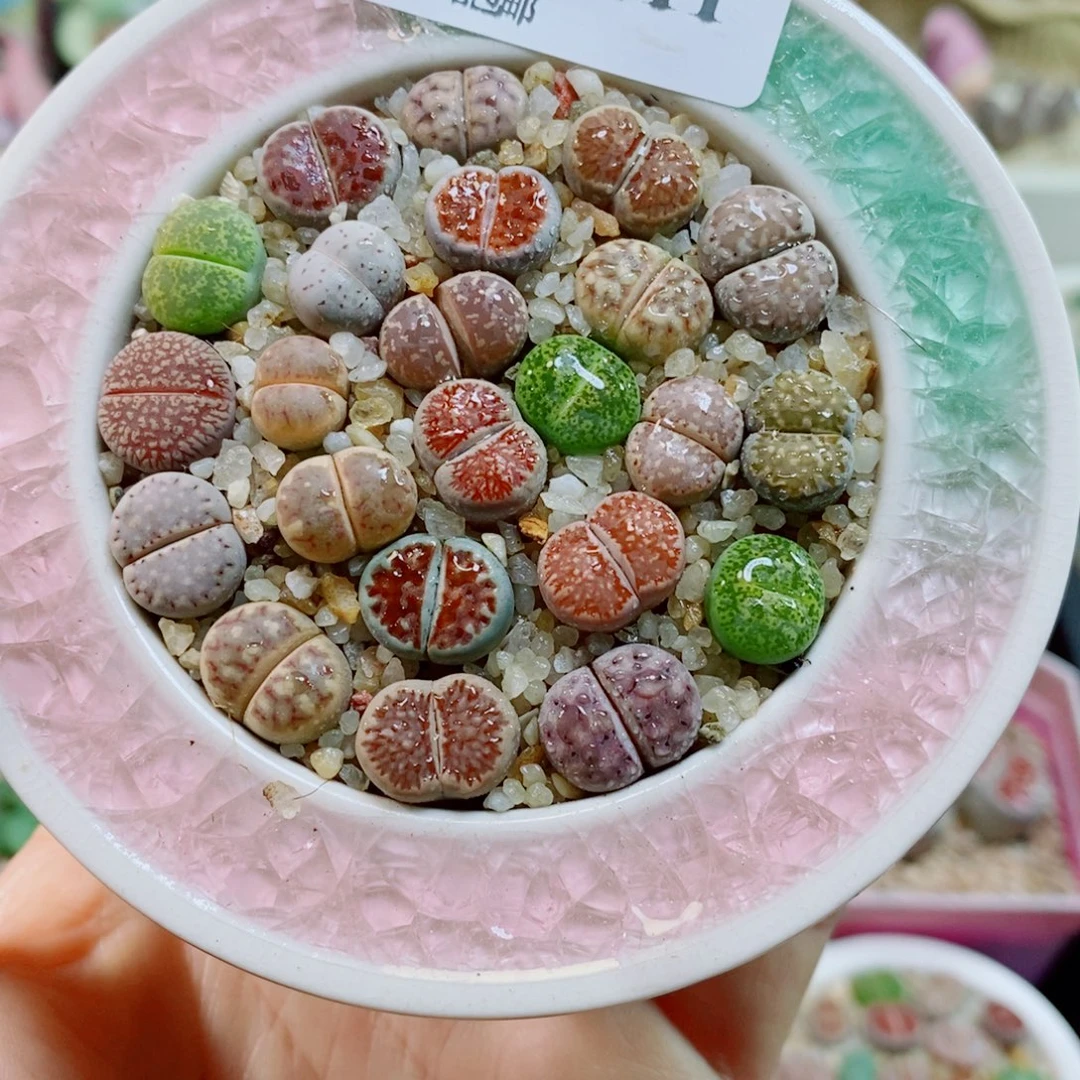 生石花花花花花411