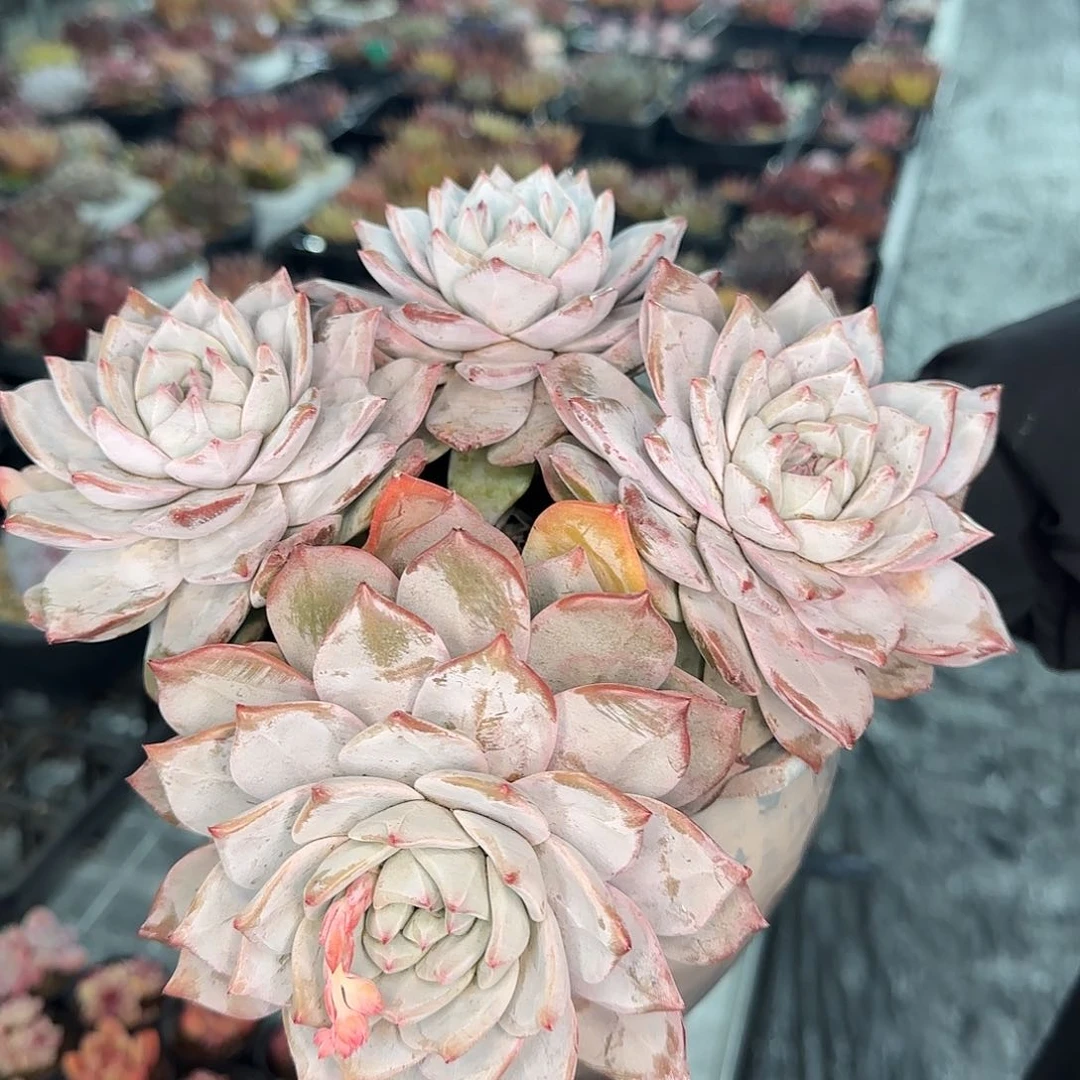 从前慢花园精选粉蓝鸟