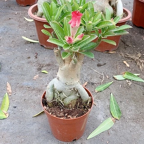 【闪购商品】无花朵知