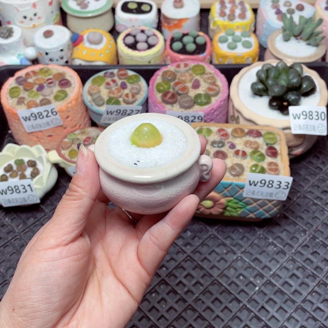 w9834 -零下地区拍保温箱-15支持寄养