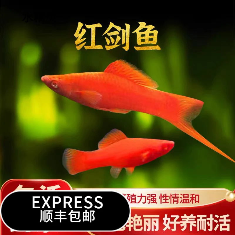 红剑鱼米奇鱼等胎生热带观赏鱼新手好养耐活