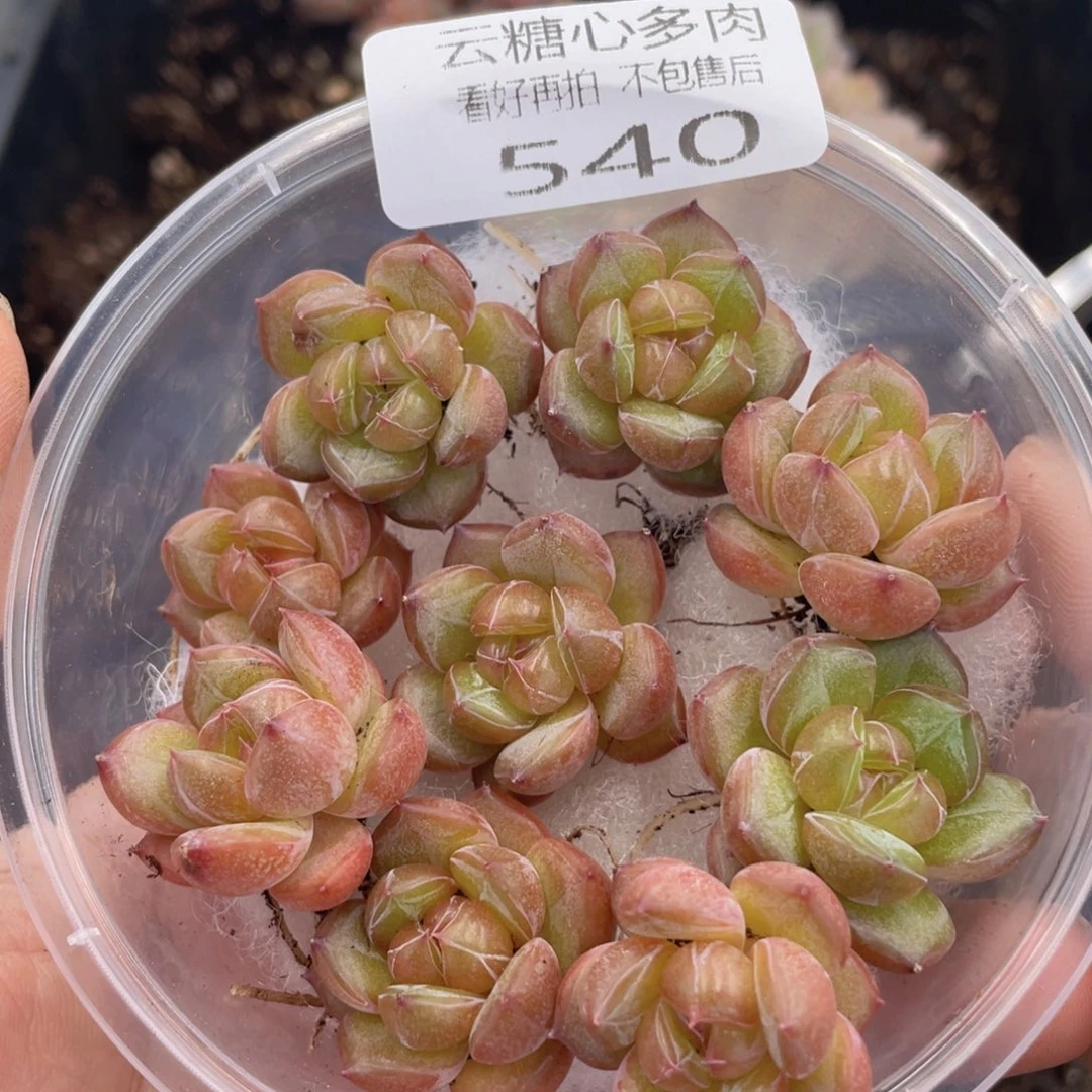 云糖心多肉植物540