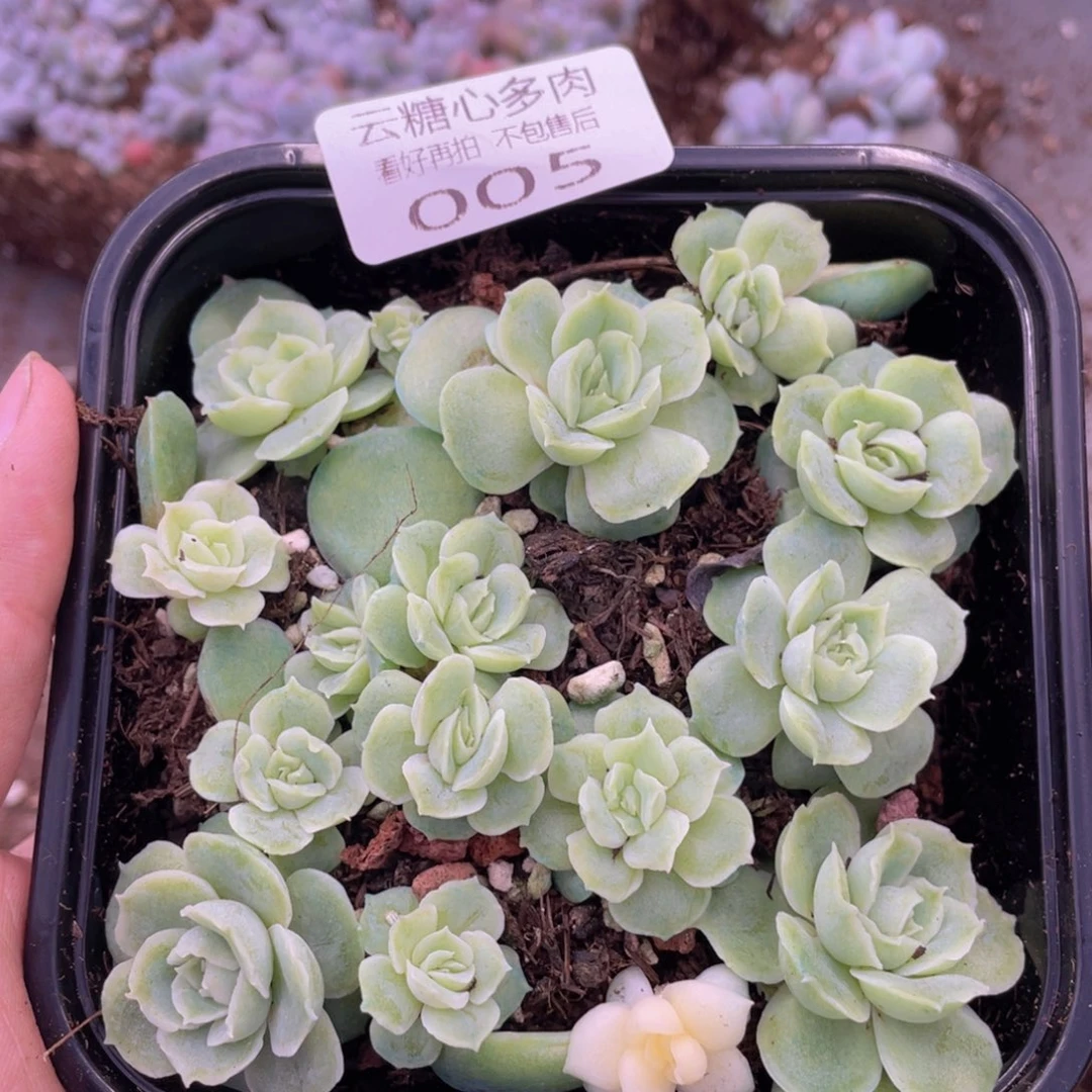 云糖心多肉植物005