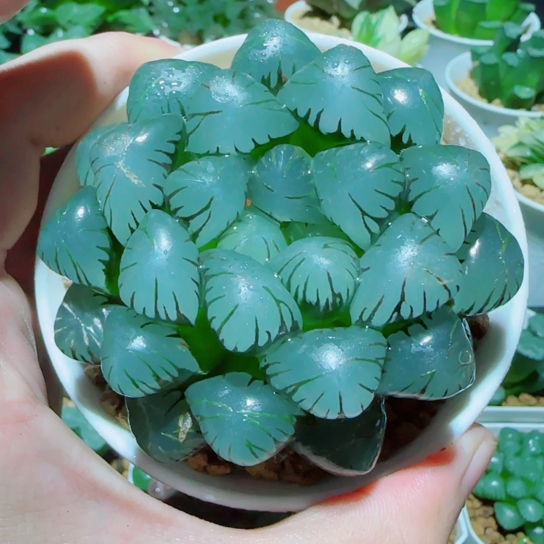 巨大化冰灯多肉植物