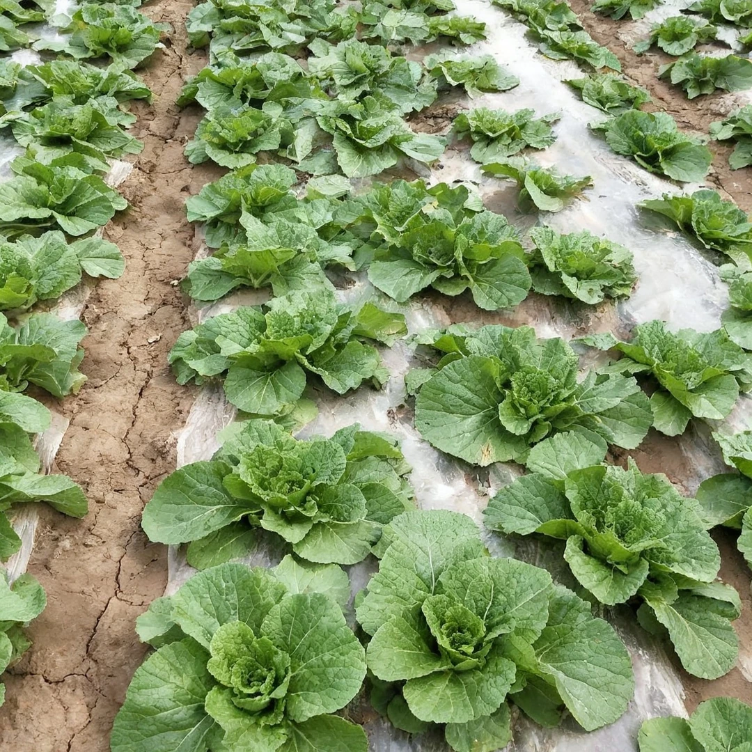 大白菜促长防腐包心剂（拍一发三）